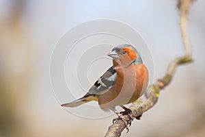 Male chaffinch in spring forest photo