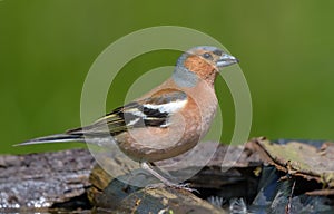 Male Chaffinch stands on a branch near a water pond in spring