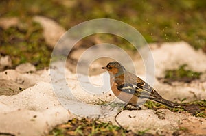 Male Chaffinch under the rain