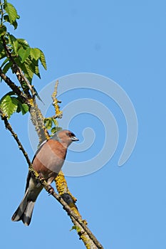 Male chaffinch