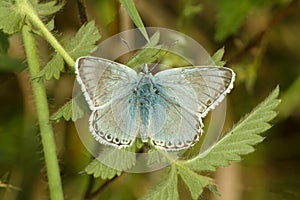 Male Chalkhill Blue buttterfly, Polyommatus coridon, on nettle leaf photo