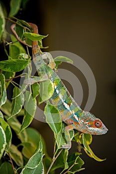 Male chameleon pardalis in nature