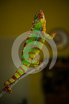 Male chameleon pardalis in nature