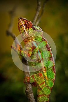 Male chameleon pardalis in nature