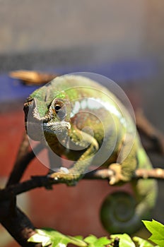 Male chameleon on a tree