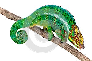 Male chameleon on tree branch