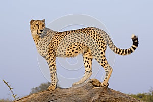 Male Cheetah (Acinonyx jubatus), South Africa photo