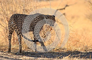 A Rare Lone Cheetah walking on the dry yellow African Plains in Hwange National Park photo