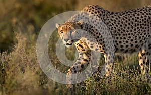 A male Cheetah hunting in the Serengeti, Tanzania