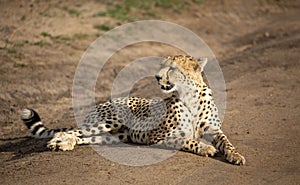 A male cheetah lying on a dirt road in Kenya, panting