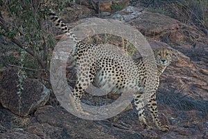 Male Cheetah marking his territory