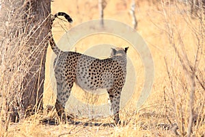 Male Cheetah marking his territory in Hwange National Park photo