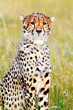 Male cheetah in Masai Mara