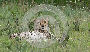 Male cheetah in the Serengeti National Park photo