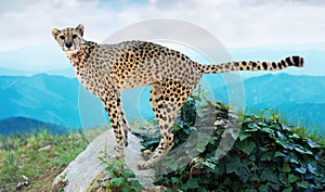 Male cheetah standing on stone at wildness