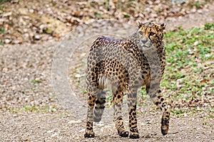 Male cheetah walking