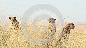 Male cheetahs in Masai Mara