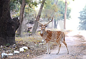 The male cheetal, spotted deer with velvet antelers in the forest of Rajaji National Park, india