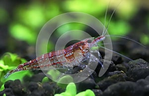 Male cherry shrimp