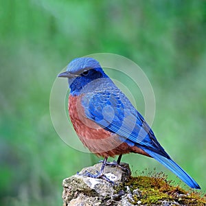 Male Chestnut-bellied Rock-Thrush