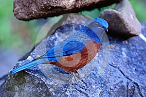 Male Chestnut-bellied Rock-Thrush