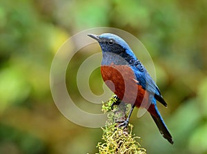 Male of Chestnut-bellied Rock Thrush (Monticola rufiventris) the photo