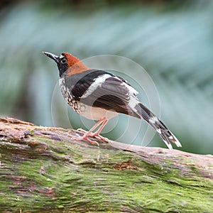 Male Chestnut-naped Forktail photo