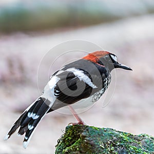 Male Chestnut-naped Forktail photo
