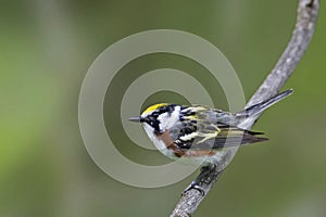 Male Chestnut-sided Warbler, Setophaga pensylvanica, perched in a tree photo