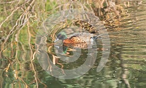 Male chestnut teal Anas castanea