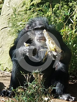 Male Chimp Eating