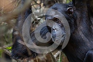 Male chimpanzee gazing into the forest