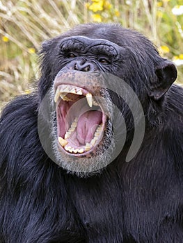 male chimpanzee Pan troglodytes