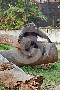 A male chimpanzee Pan troglodytes resting on a wooden trunk photo
