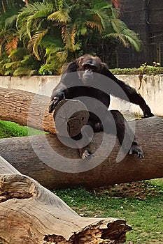 A male chimpanzee Pan troglodytes resting on a wooden trunk photo