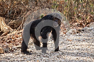 Male chimpanzee standing on all four