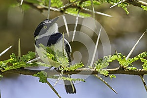 Male Chin-spot Batis, Perched