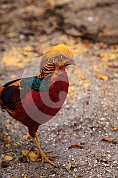 Male Chinese Golden Pheasant Chrysolophus pictus