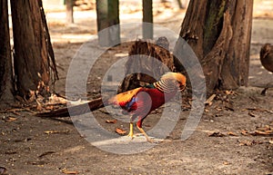 Male Chinese Golden Pheasant Chrysolophus pictus