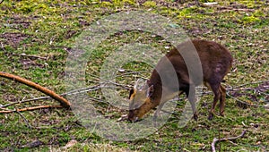 Male chinese muntjac grazing in the pasture, Barking deer from Asia