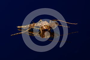 Male Chironomidae - no-biting midge on dark blue background