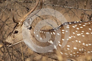 Male of chital Axis axis, Gir Sanctuary.