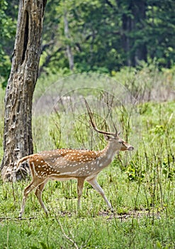Male chital Deer