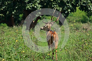 A male chital or spotted deer axis axis in bandipur national park