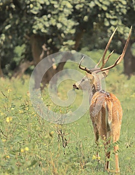 A male chital or spotted deer axis axis in bandipur national park