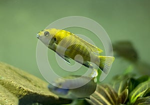 Male Cichlid fich of Malawi lake in aquarium.