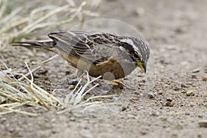 Male Cinnamon-breasted Rock Bunting