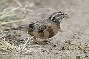 Male Cinnamon-breasted Rock Bunting photo