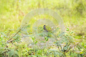 Male Cinnamon-rumped Seedeater Sporophila torqueola Perched at a Distance in Lush Green Vegetation in Jalisco, Mexico
