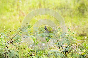 Male Cinnamon-rumped Seedeater Sporophila torqueola Perched at a Distance in Lush Green Vegetation in Jalisco, Mexico photo